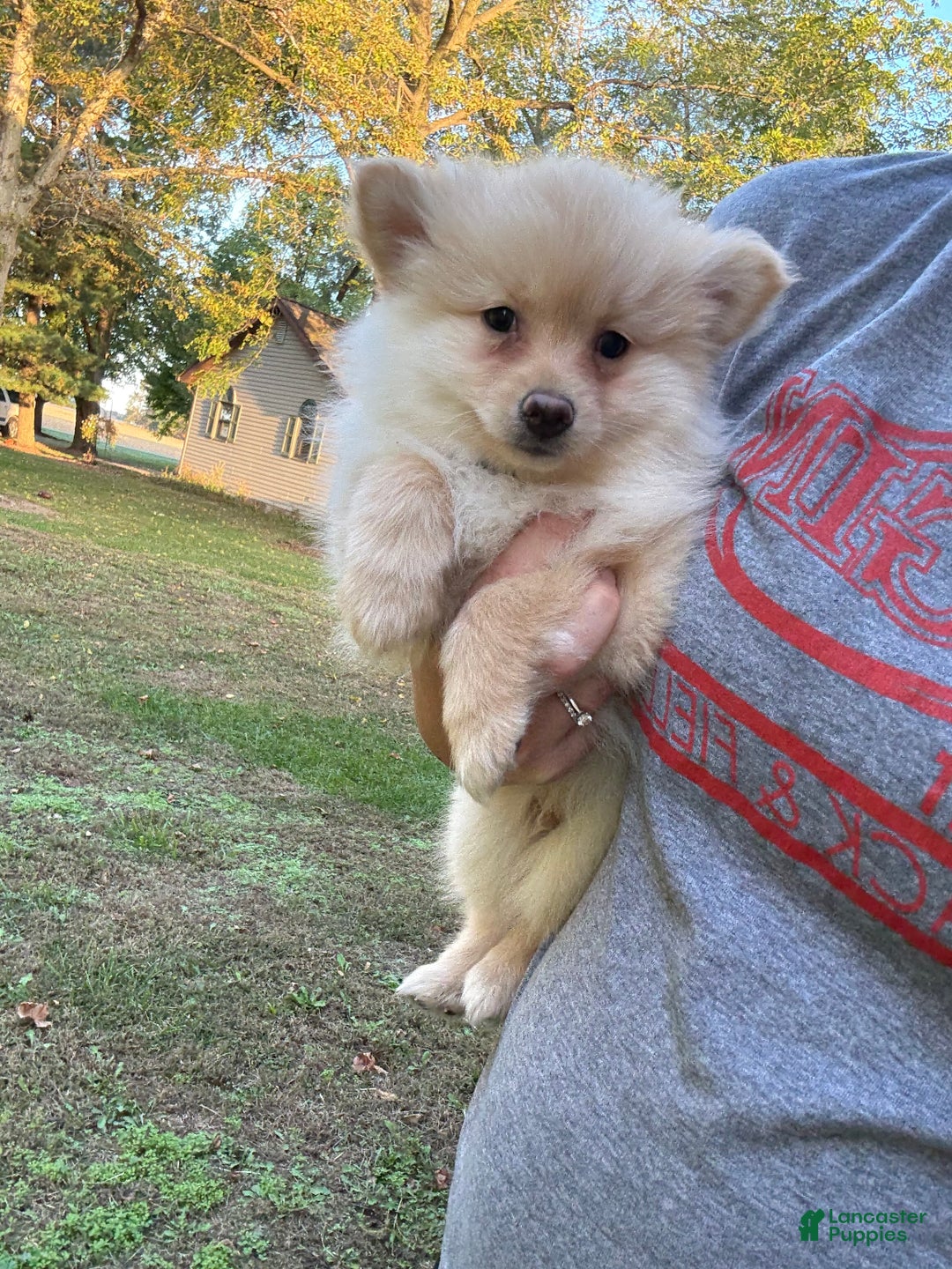 Pomeranian Puppy 2 for sale in La Rue | Lancaster Puppies