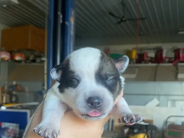 Australian Cattle Dog dogs for sale: Australian Cattle Dog 7 - Ad 11