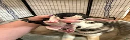 Siberian Husky dogs for sale: Princess Nox - Ad 16