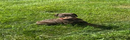 Doberman Pinscher dogs for sale: Doberman Pinscher 4 - Ad 2