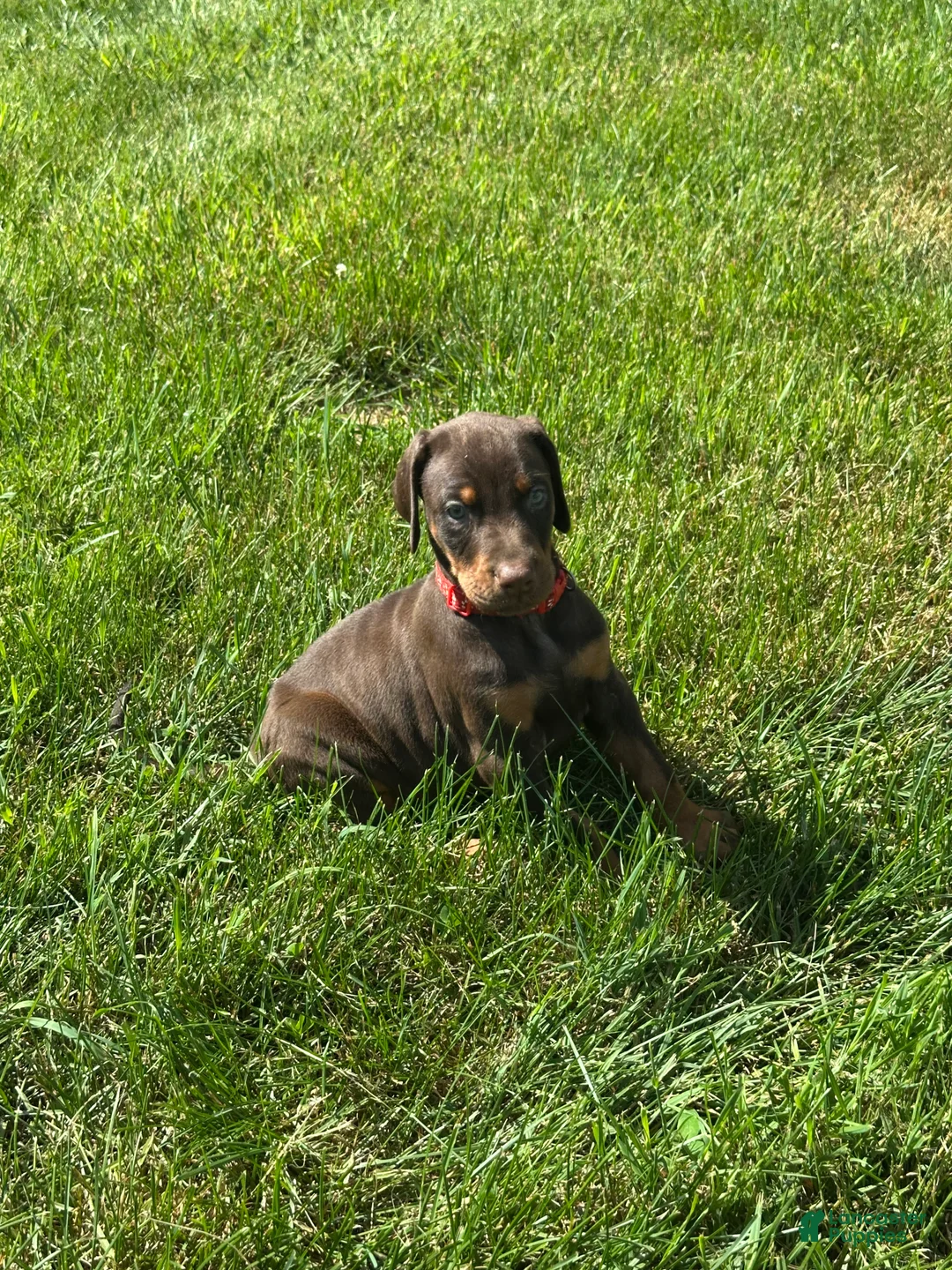 Doberman Pinscher dogs for sale: Doberman Pinscher 4 - Ad 2