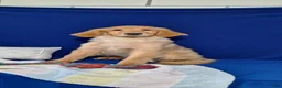 Golden Retriever dogs for sale: Bethany - Ad 3