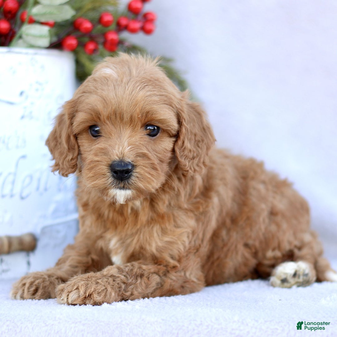 Mini Goldendoodle dogs for sale: Lucy  - Ad 2