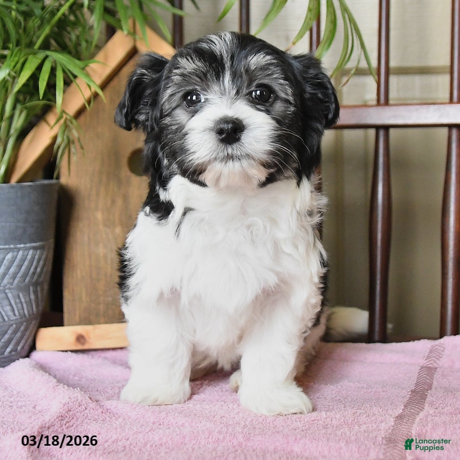 Havanese dogs Bolt - Ad 2