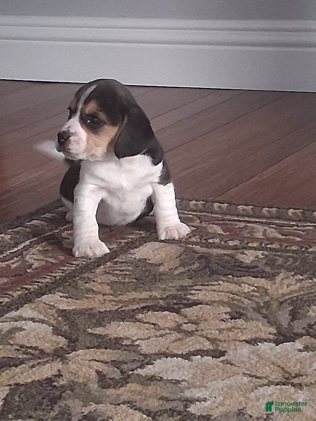 Beagle dogs for sale: Daisy  - Ad 4