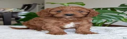 Cavapoo dogs for sale: Jake - Ad 11