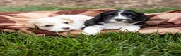 Cavachon dogs for sale: Coffee - Ad 6