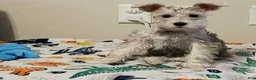 Miniature Schnauzer dogs for sale: Miniature Schnauzer 1 - Ad 4