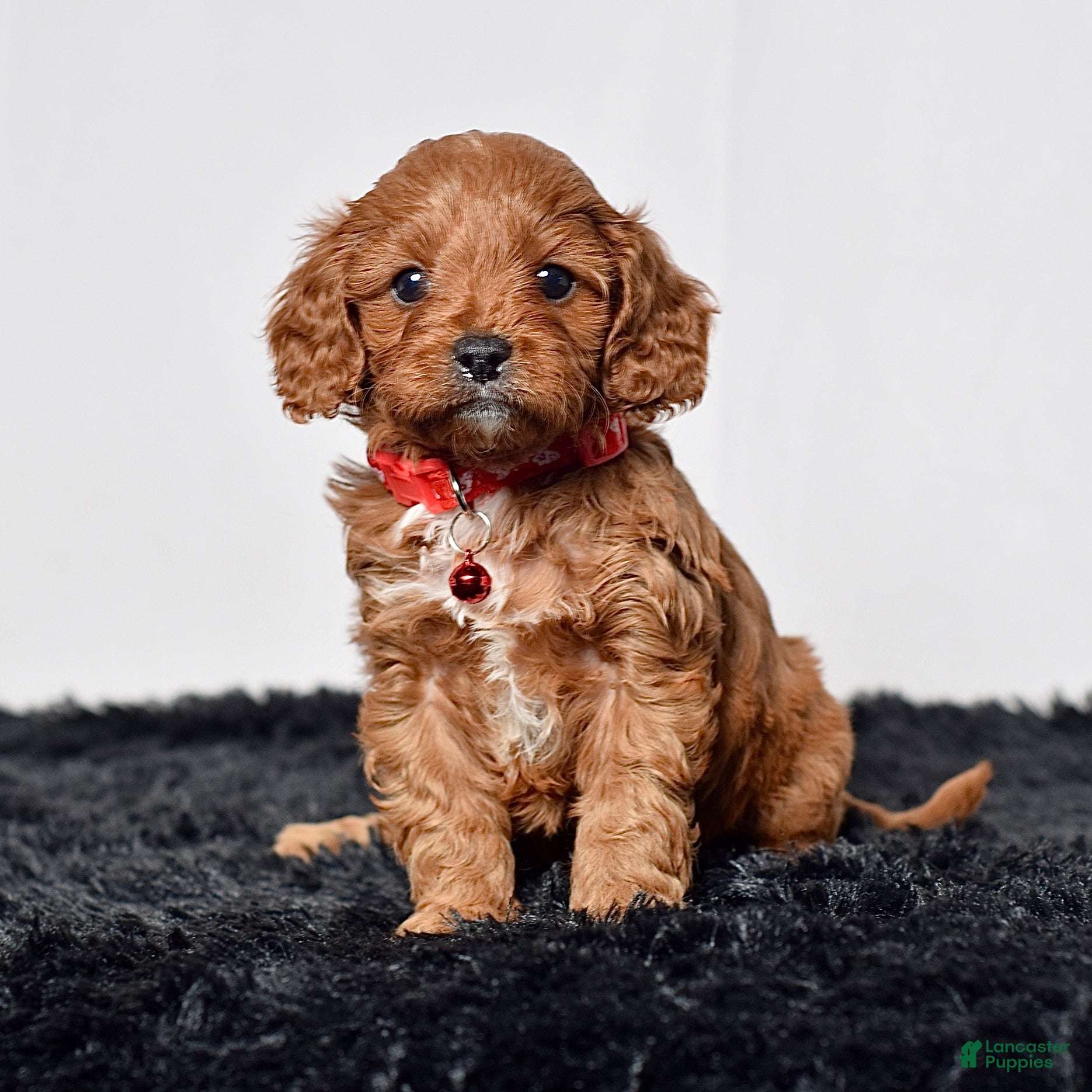 Cavapoo dogs Mr. Nash - Ad 1