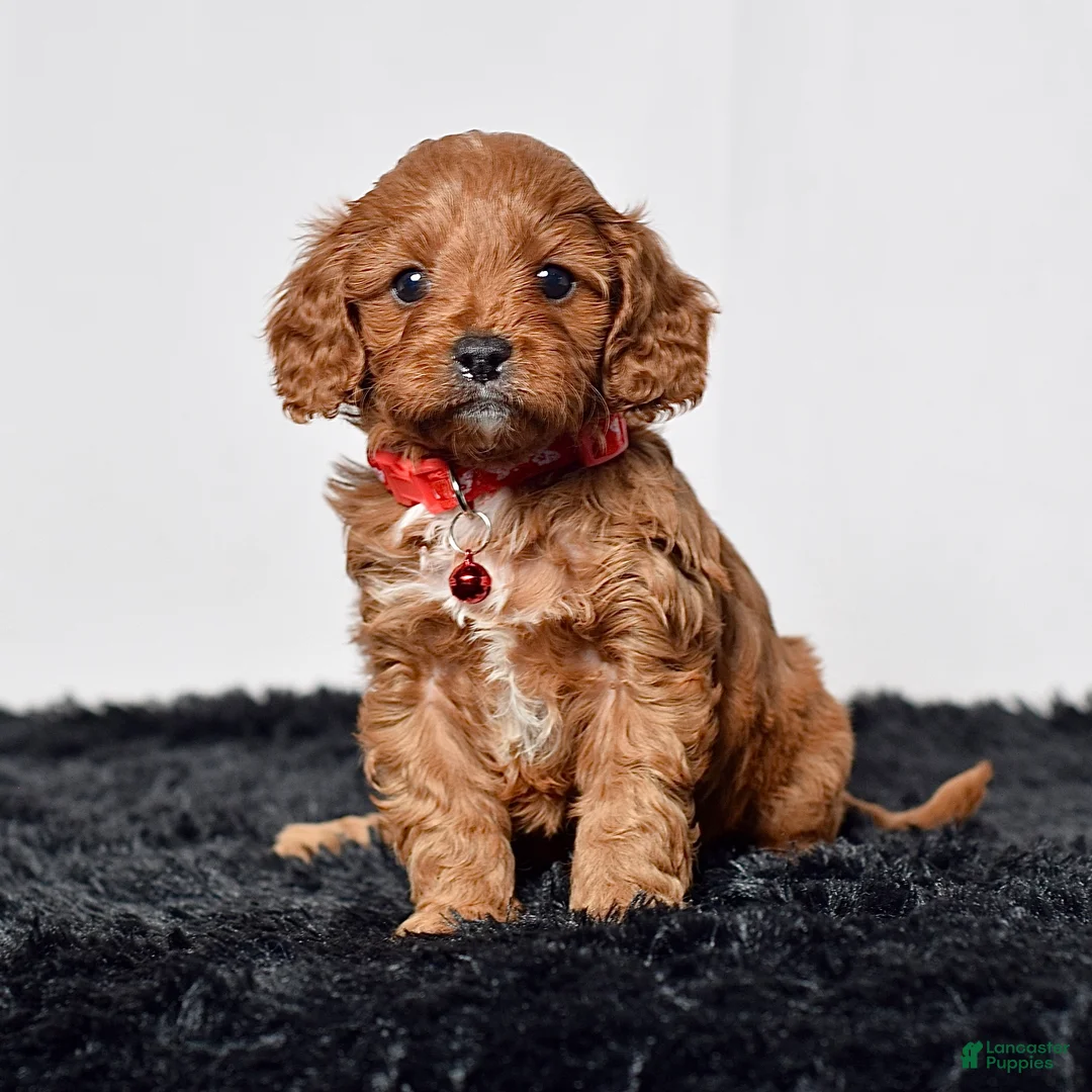 Cavapoo dogs for sale: Mr. Nash - Ad 1
