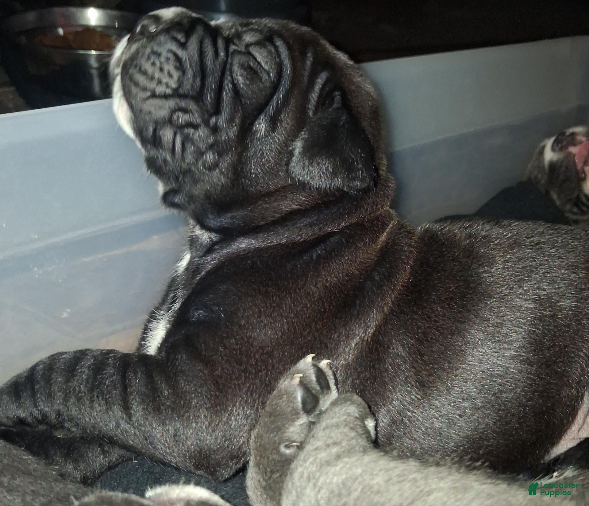 Cane Corso dogs Cane Corso 1 - Ad 14