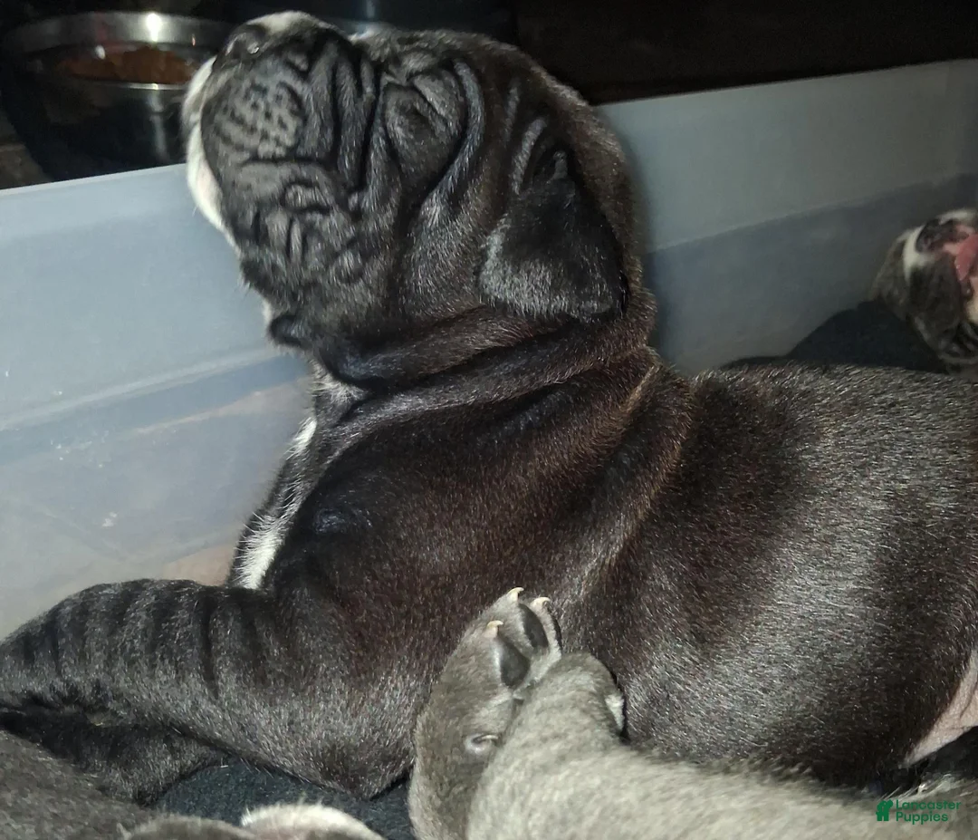 Cane Corso dogs for sale: Cane Corso 1 - Ad 1