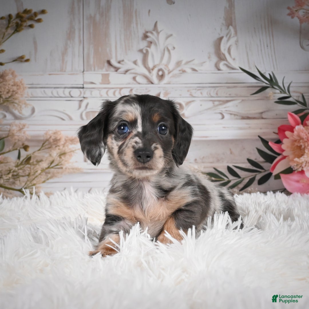 Miniature Dachshund dogs for sale: Precious-AKC - Ad 11