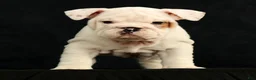 English Bulldog dogs for sale: Winston - Ad 3