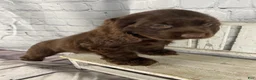 Cocker Spaniel dogs for sale: Copper - Ad 7