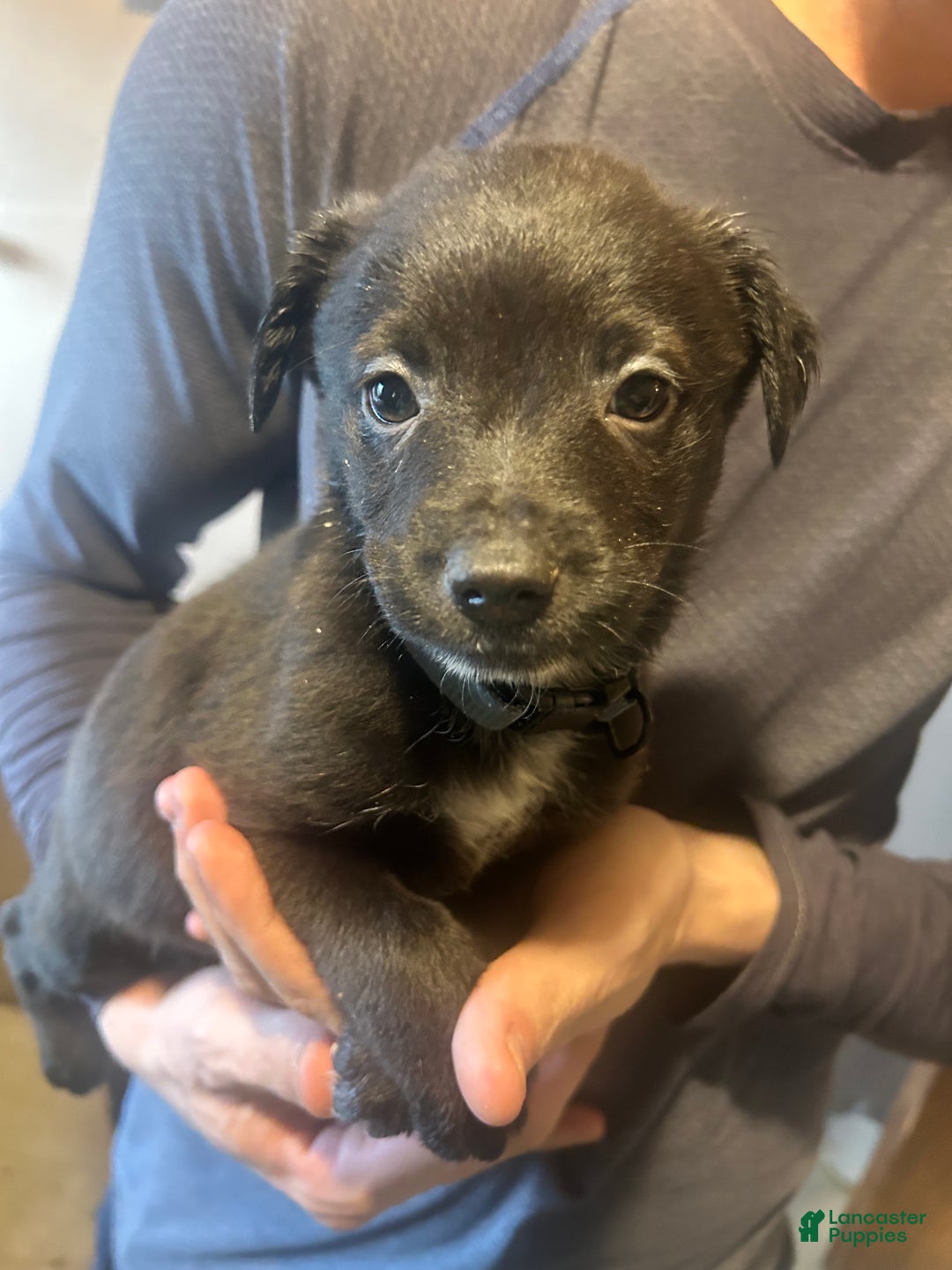 Mixed Breed dogs for sale: Finn - Ad 2