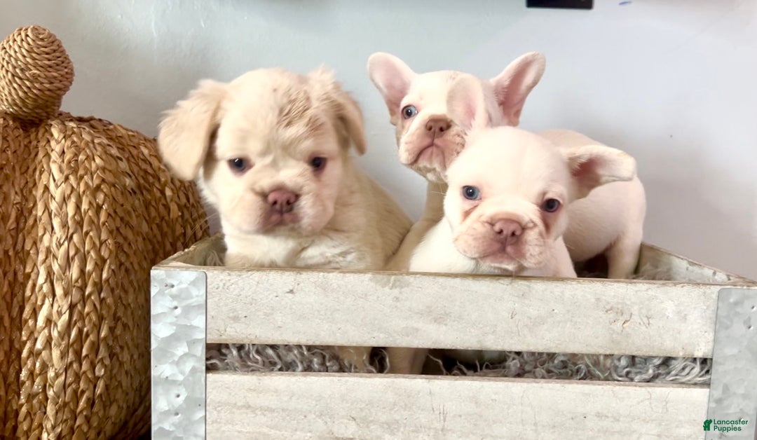 French Bulldog dogs for sale: Icy - Ad 12
