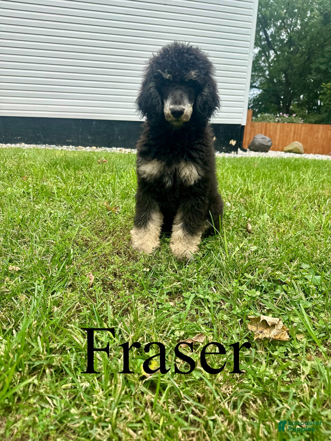 Standard Poodle dogs Fraser - Ad 1