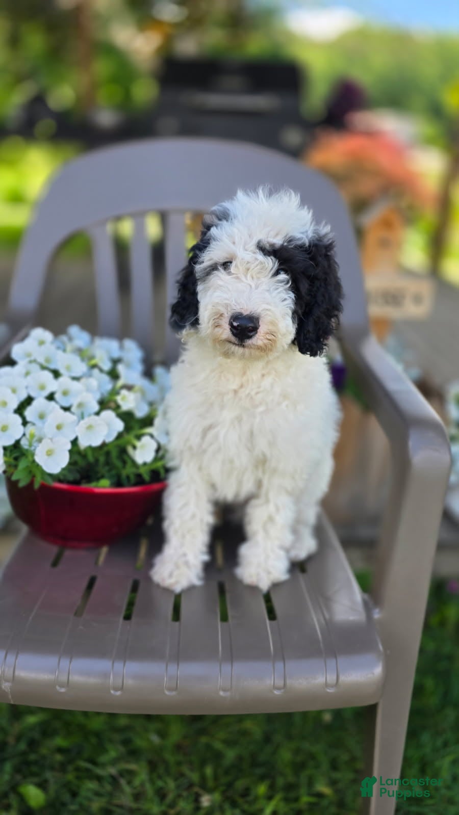 Goldendoodle dogs Charlie - Ad 1