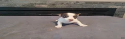 Jack Russell Terrier dogs for sale: Lulu  - Ad 3