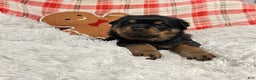 Rottweiler dogs for sale: Zuma - Ad 4
