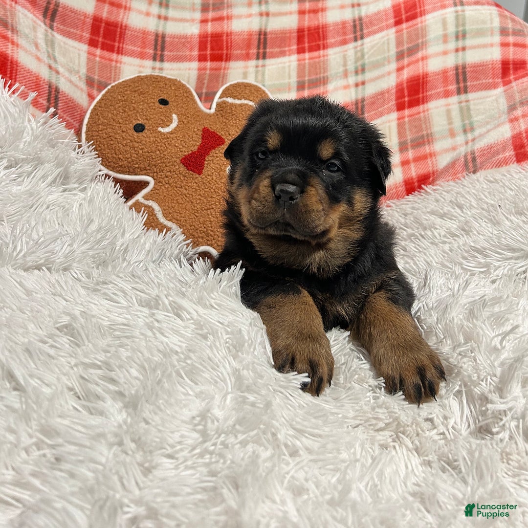Rottweiler dogs for sale: Zuma - Ad 4