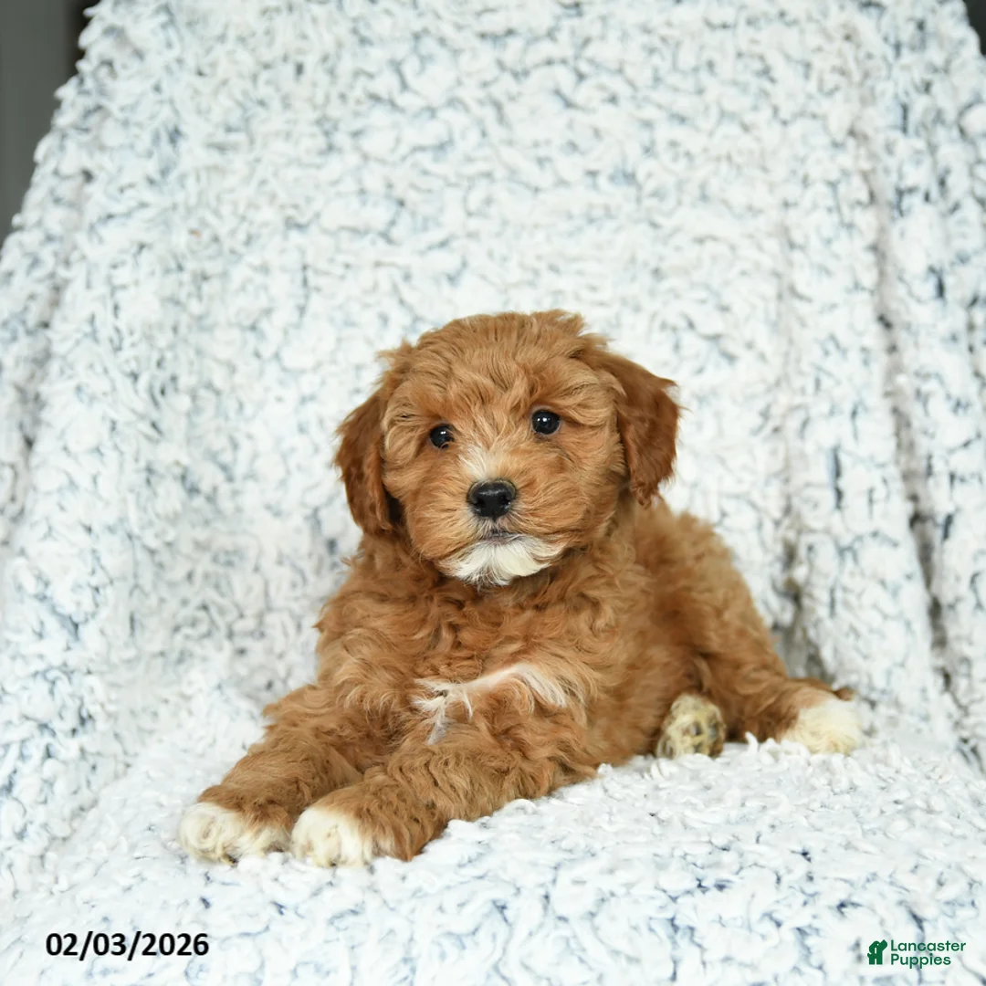 Mini Goldendoodle dogs for sale: Biscuit - Ad 2