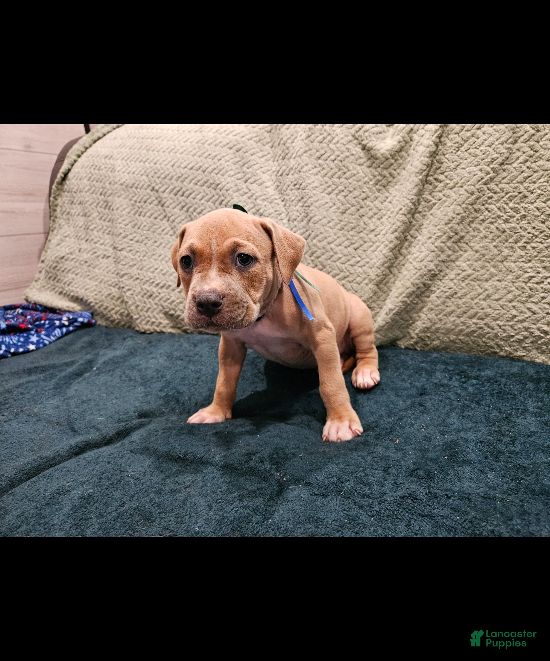 American Pit Bull Terrier dogs American Pit Bull Terrier Beast - Ad 30