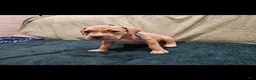 American Pit Bull Terrier dogs for sale: American Pit Bull Terrier Beast - Ad 1