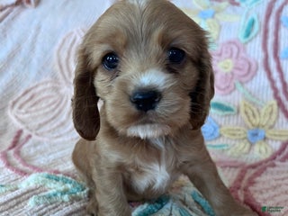 Cocker Spaniel dogs - Ad 6