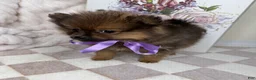Pomeranian dogs for sale: CoCo - Ad 4