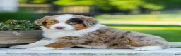 Miniature Australian Shepherd dogs for sale: Bingo - Ad 4