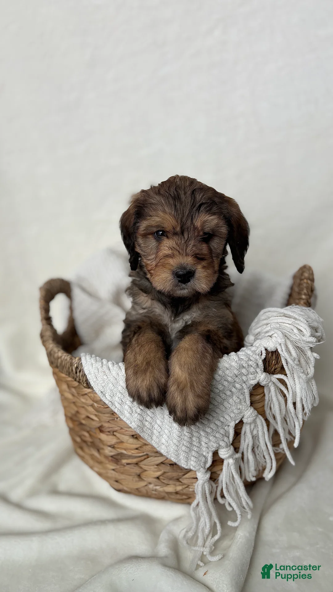 Bernedoodle dogs for sale: Sam - Ad 8