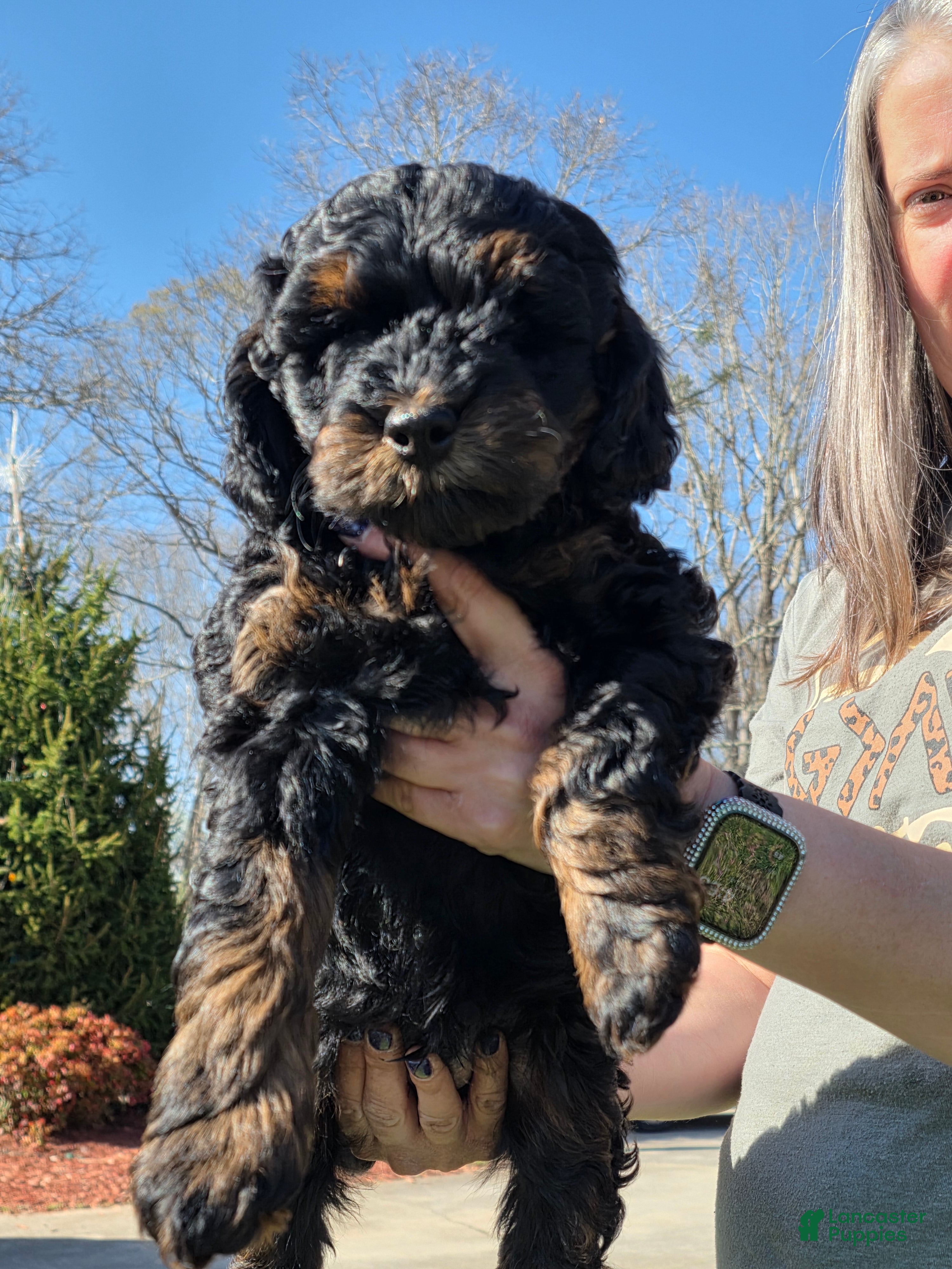 Mixed Breed dogs Mini Labradoodle Breed Puppy 9 - Ad 1