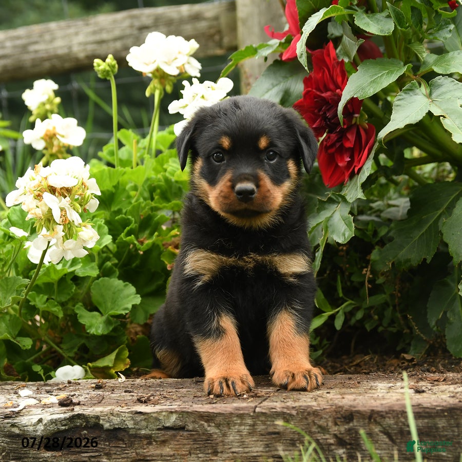 Rottweiler dogs Lizzie - Ad 2