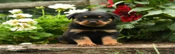 Rottweiler dogs for sale: Lizzie - Ad 2