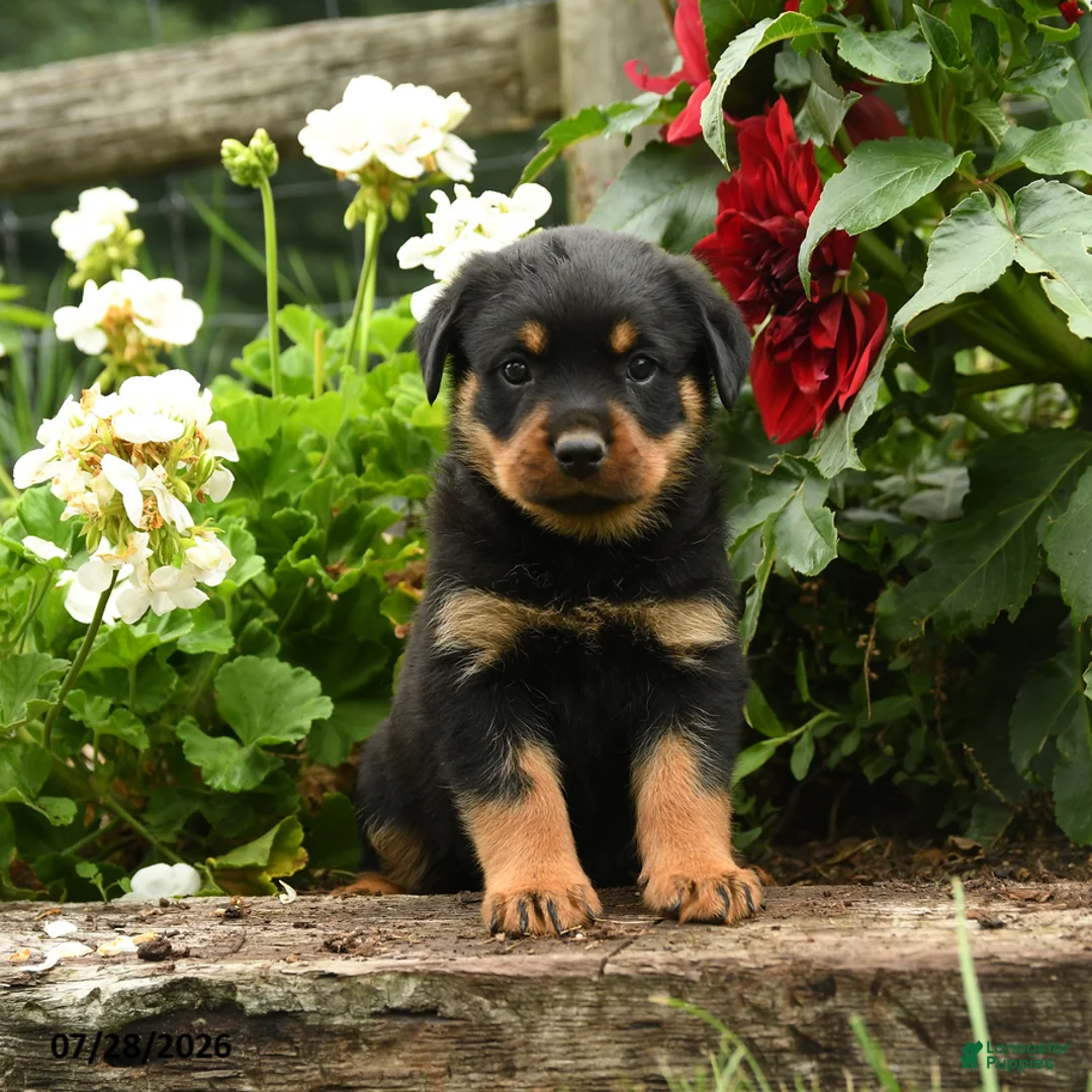 Rottweiler dogs for sale: Lizzie - Ad 2