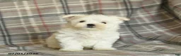 Maltese dogs for sale: Rover  - Ad 2