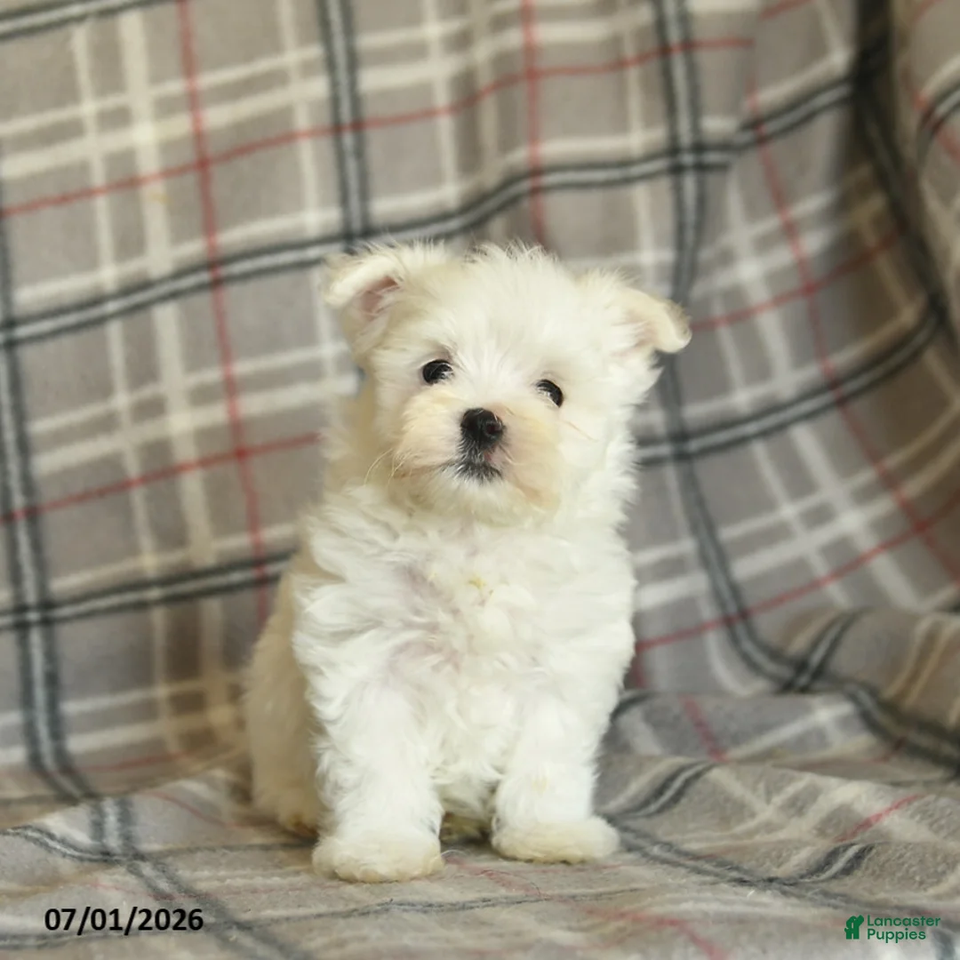Maltese dogs for sale: Rover  - Ad 2