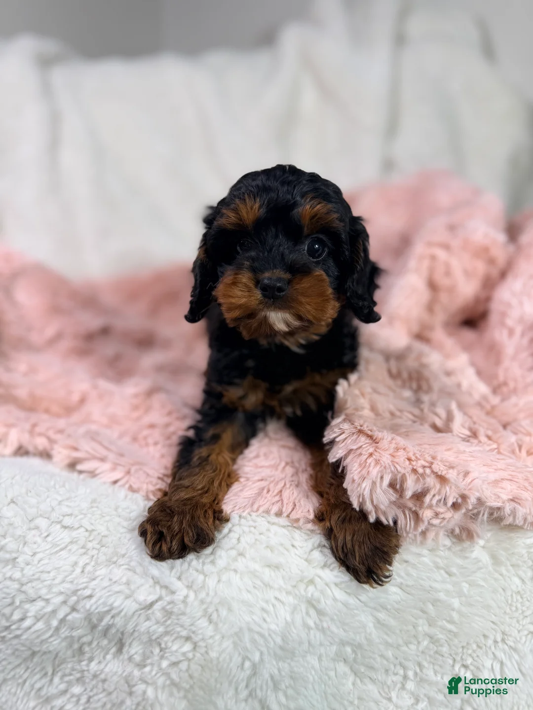 Cavapoo dogs for sale: Tootsie 🎀 - Ad 1