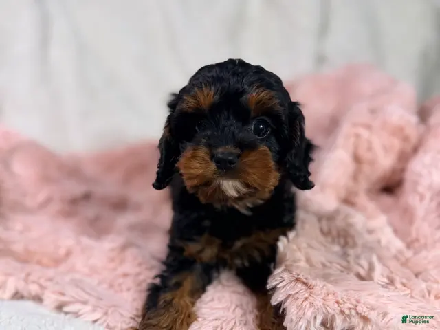 Cavapoo dogs for sale: Tootsie 🎀 - Ad 1