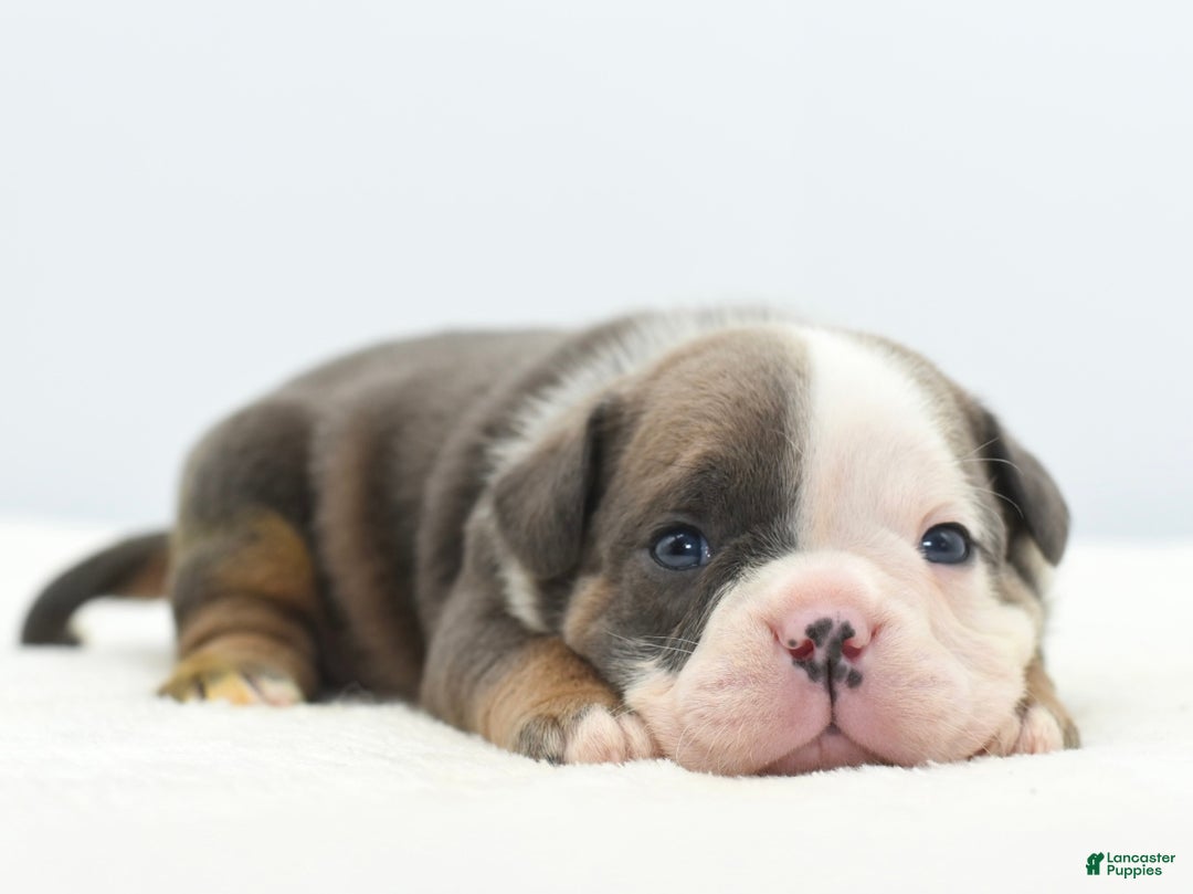 Mixed Breed dogs for sale: Duke mini bulldog  - Ad 8