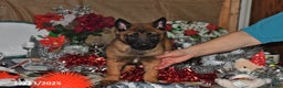 Belgian Malinois dogs for sale: Rex - Ad 6