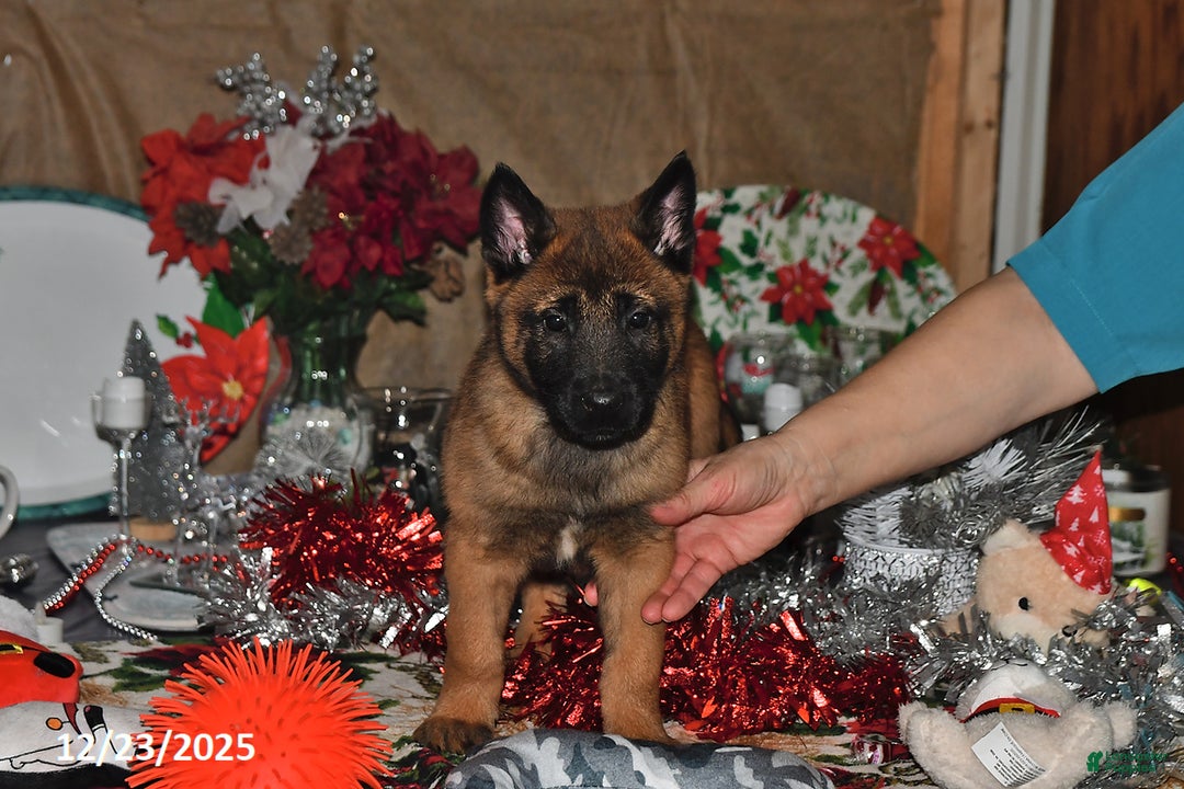 Belgian Malinois dogs for sale: Rex - Ad 6
