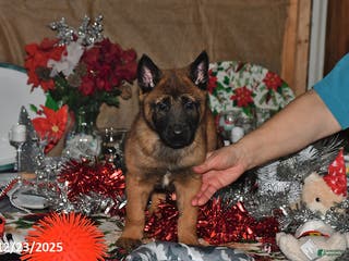 Belgian Malinois dogs Rex - Ad 10