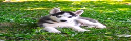 Alaskan Husky dogs for sale: Adrian - Ad 3