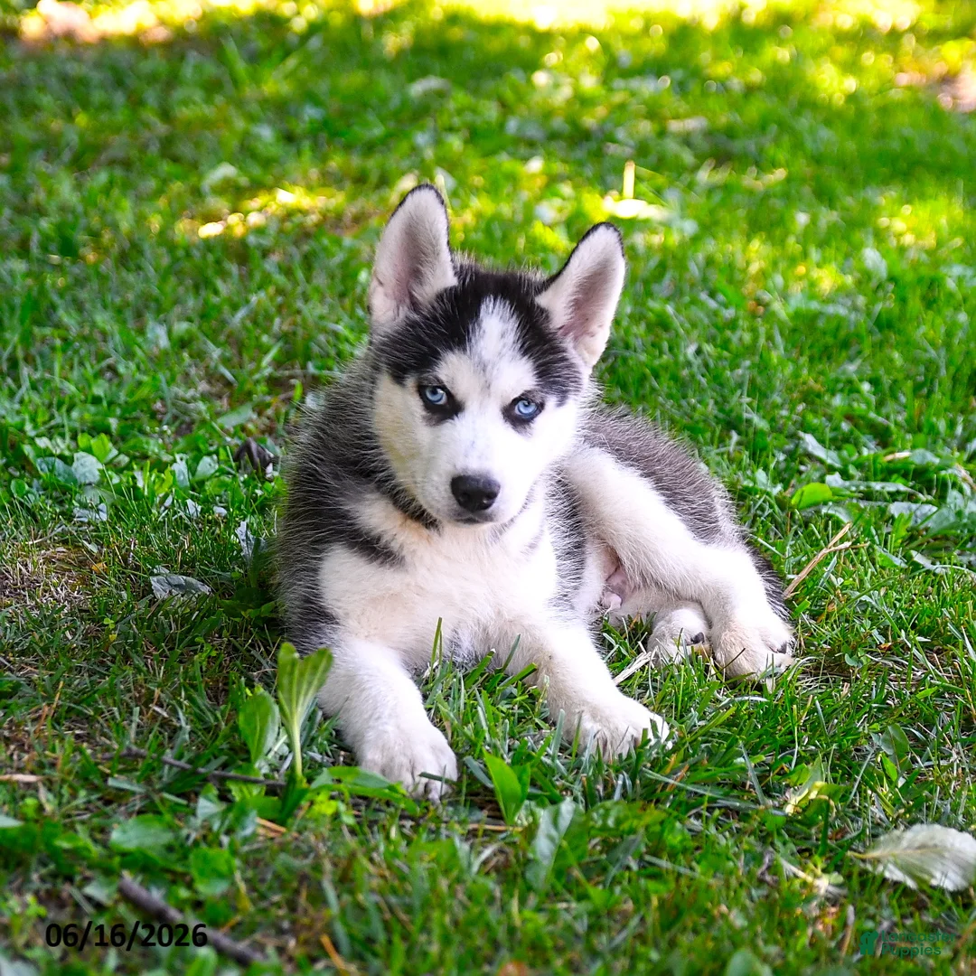 Alaskan Husky dogs for sale: Adrian - Ad 3