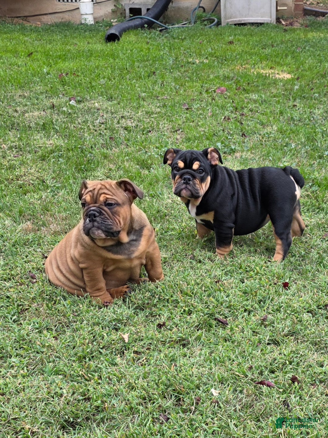 English Bulldog dogs for sale: Muffin - Ad 4
