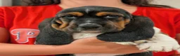 Basset Hound dogs for sale: Arrow - Ad 5