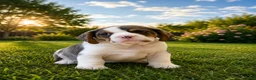 English Bulldog dogs for sale: Buddy - Ad 4